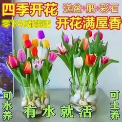 如一花开 水培郁金四季香开花盆栽花卉植物客厅绿植花卉大全好养活
