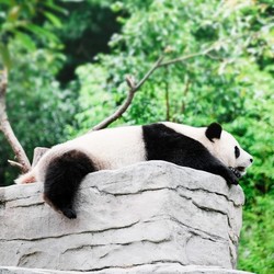周末/端午/暑期不加价，含1日游+3晚住宿！成都熊猫基地/三星堆/都江堰4天3晚纯玩跟团游（可选单人/双人套餐）
