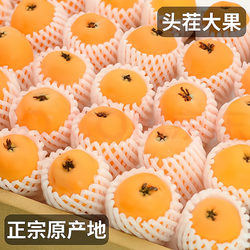 萧鲜生 露天 汉源枇杷 5斤装（大果40-55g）