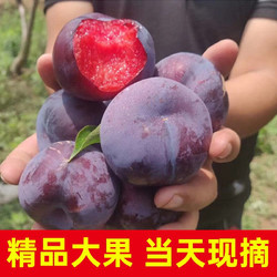 美得乐 红肉玫瑰李 5斤中果（单果40-60g）