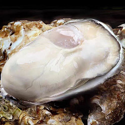 特大号！乳山生蚝 5XL 源头直发！ 2.5斤装（带官方溯源防伪标识、死蚝包赔）