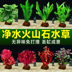 88VIP：临雅 鱼缸造景火山石定植水草植物专用阴性真水草种子新手沉底水培共生