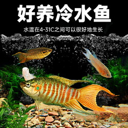 yee 意牌 中国斗鱼活鱼
