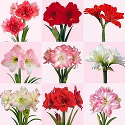 樱霞 多年重瓣朱顶红种球球根室内阳台种植盆栽花卉 混色5颗