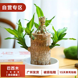 樱霞 巴西木幸运木绿植室内盆栽水培植物 巴西木+白瓷盆+随机摆件一个