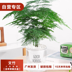 樱霞 文竹办公室内客厅花卉易活植物盆景好养植物 文竹一盆（含盆）