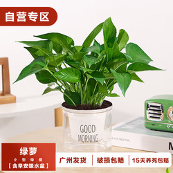 樱霞 绿萝盆栽室内客厅办公室绿植水培植物 绿萝一盆（含盆）