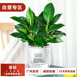 樱霞 金钻盆栽植物水培绿植办室内多肉四季常青花卉 金钻一盆（含盆）