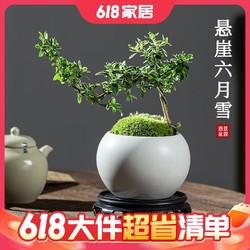 KaiShiguo Plants 开时果 金边六月雪盆栽悬崖弯枝造型 办公室内桌面绿植中式禅意老桩盆景 六月雪