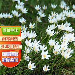 瑞蔬源 葱兰种球花卉风雨兰种子花绿植盆栽地栽长花期耐寒葱兰种球50个