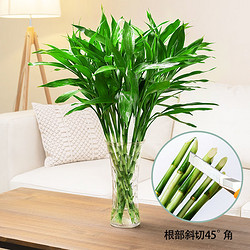 蕊鲜生 富贵竹10棵60-70cm 送生根粉