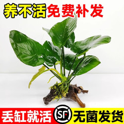 临雅 水榕水草植物鱼缸造景沉木带水草溶定植大水榕迷你幽灵辣椒榕阴性 单头大叶榕沉木