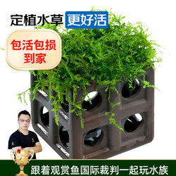 云峰海瑞 陶罐水草躲避罐屋 莫斯水草造景陶罐摆件莫斯虾窝躲避洞鱼繁殖罐 魔方绑莫斯（6.7x6.7x6.7cm）