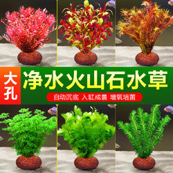 青色水景 山石水草植物鱼缸造景真草水培蜈蚣草水榕阴性绿菊净化水质套餐