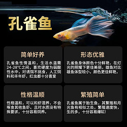 俱馨 孔雀鱼鱼苗热带观赏鱼活鱼精品纯种好养耐活宝莲灯淡水小型凤尾鱼