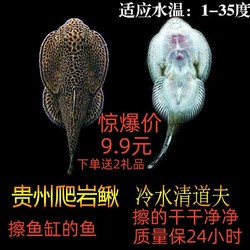 岩鳅吸鳅除藻缸壁清洁观赏鱼双吸盘溪流冷水鱼贵爬琵琶鱼