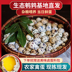 50枚农家杂粮喂养新鲜生鹌鹑蛋批发新鲜25/50/100枚