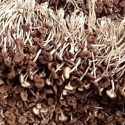 茶树菇净重100g/袋(活动仅剩最后一个小时）