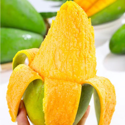 乌仙子 正宗 青皮金煌芒果  大芒果（放软食用）甜心当季新鲜水果生鲜 精选金煌芒果 净重 8.5-9斤特大果-