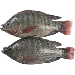 XIANGTAI 翔泰 冷冻三去罗非鱼/海南鲷 700g 2条 鱼类生鲜 烧烤