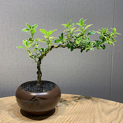 88VIP：胡鲜森 六月雪盆景室内花卉悬崖造型老桩小盆栽办公室桌面绿植摆件禅意