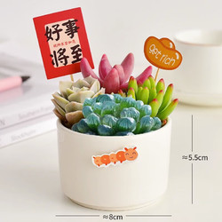 绿荫巷子 多肉植物带盆组合盆栽新手好养活仙人掌办公室内桌礼品小绿植 圆瓷盆+5福卡