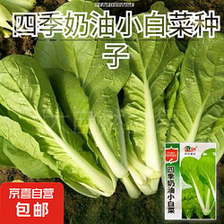 小白菜种子速生高产快菜种籽四季小青菜小白菜种籽  1包约1000粒