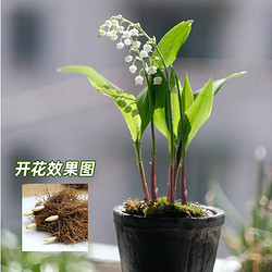 茂晴 浓香型铃兰带芽花苗多年生盆栽植物花卉耐寒耐热四季开花好养易活