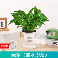 绿有意 绿植盆栽多肉花卉盆栽植物室内桌面水培绿植办公室客厅植物懒人 绿萝（遇水即活）